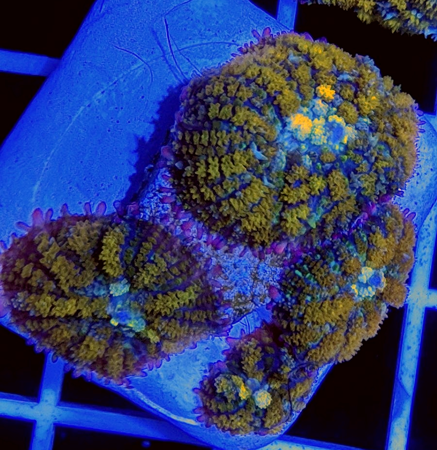 BBC Presents Gonzo's Golden Dragon Mushroom