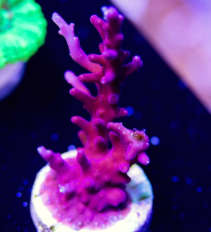 BBC Presents Tyree's Red Dragon Acro