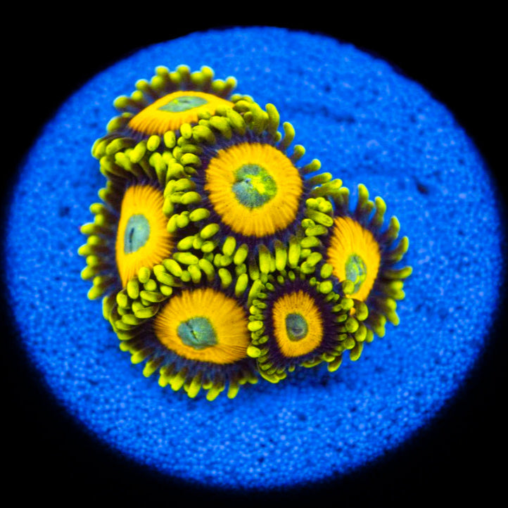 Scrambled Egg Zoanthids