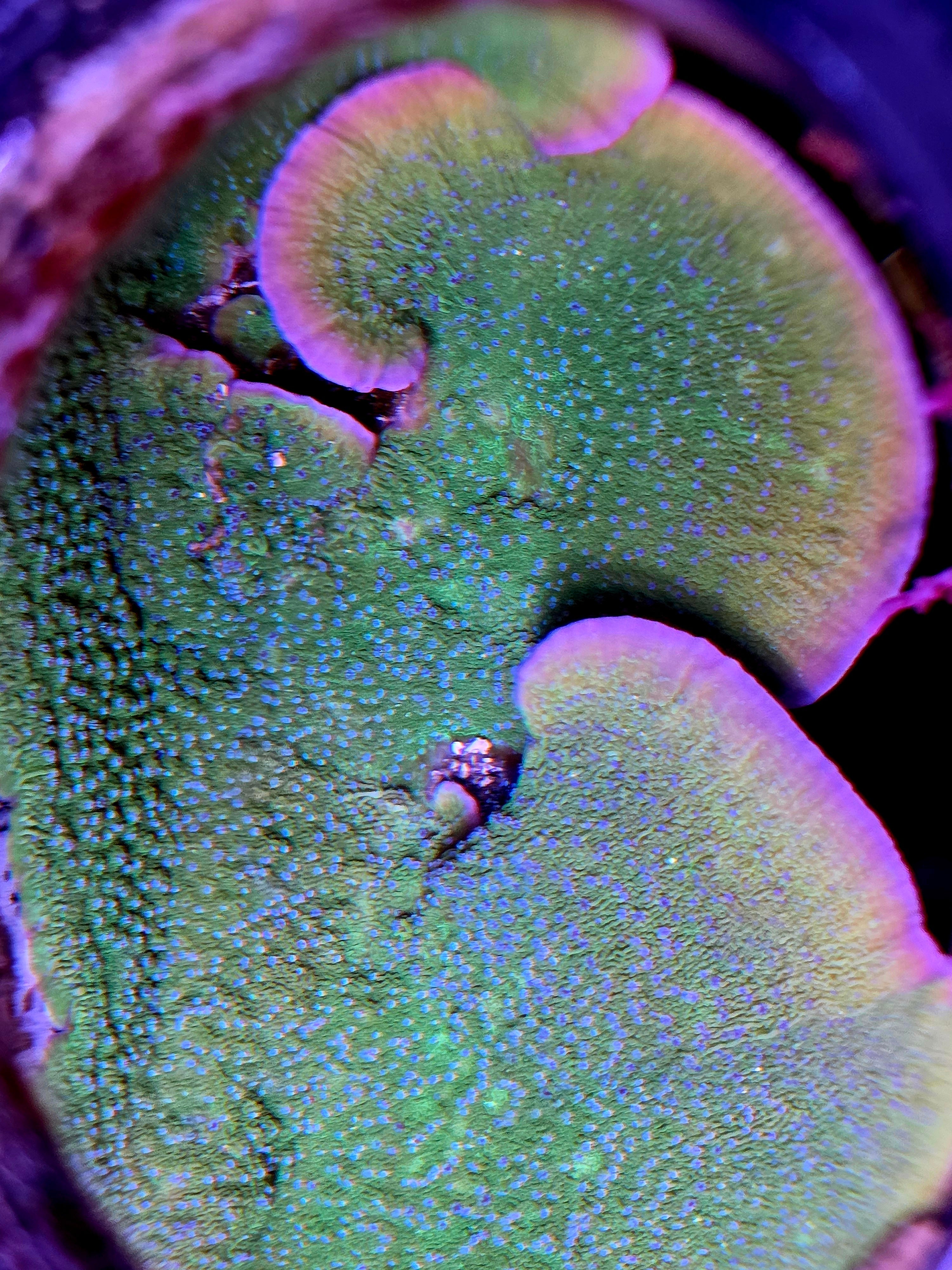 BB Corals Presents Jason Fox Blue Flower Montipora Cap