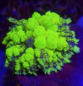 Uranium Bounce Mushroom - BB Corals