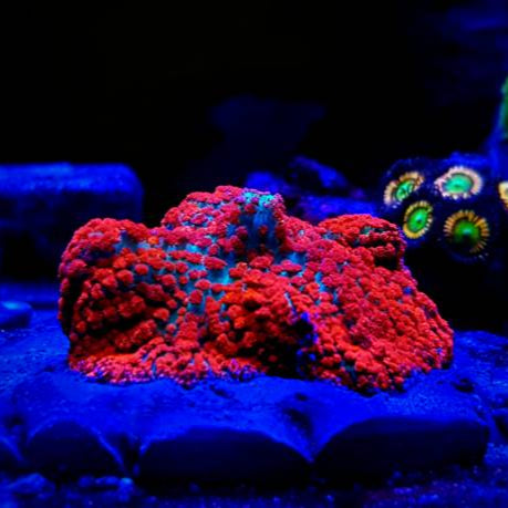St. Thomas Mushroom - BB Corals