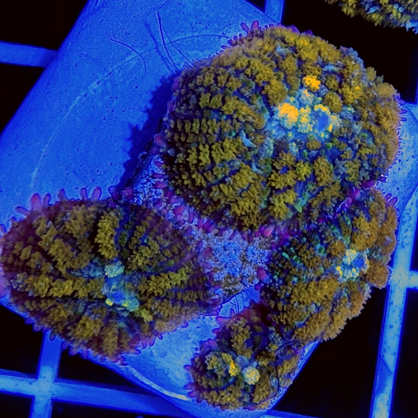 BBC Presents Gonzo's Golden Dragon Mushroom