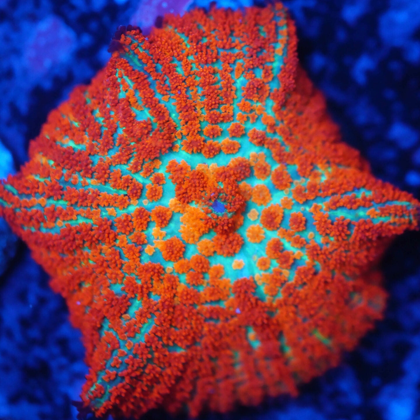 Forrest Fire Rhodactis Mushroom - BB Corals