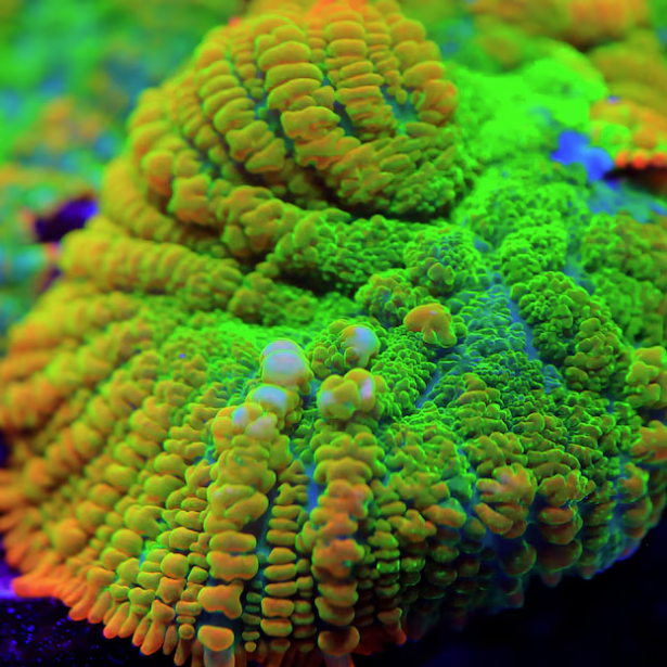 Tequila Sunrise Rhodactis Mushroom - BB Corals
